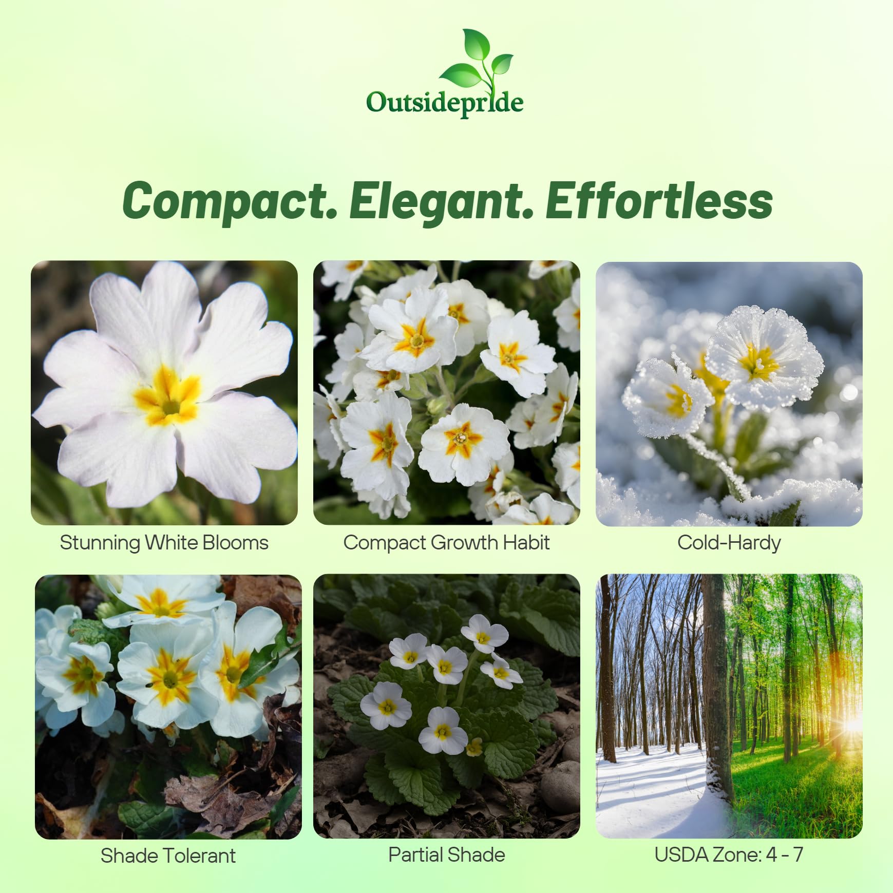 Amazon.com: Outsidepride White Common Primrose Seeds - 100 Pcs